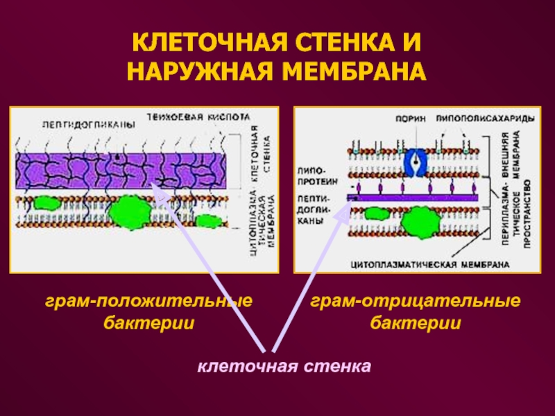 Прокариоты клеточной мембраны. Цитоплазматическая мембрана грамотрицательных бактерий. Клеточная стенка грамположительных бактерий. Структура мембраны грамотрицательных бактерий. Строение наружной мембраны грамотрицательных бактерий.