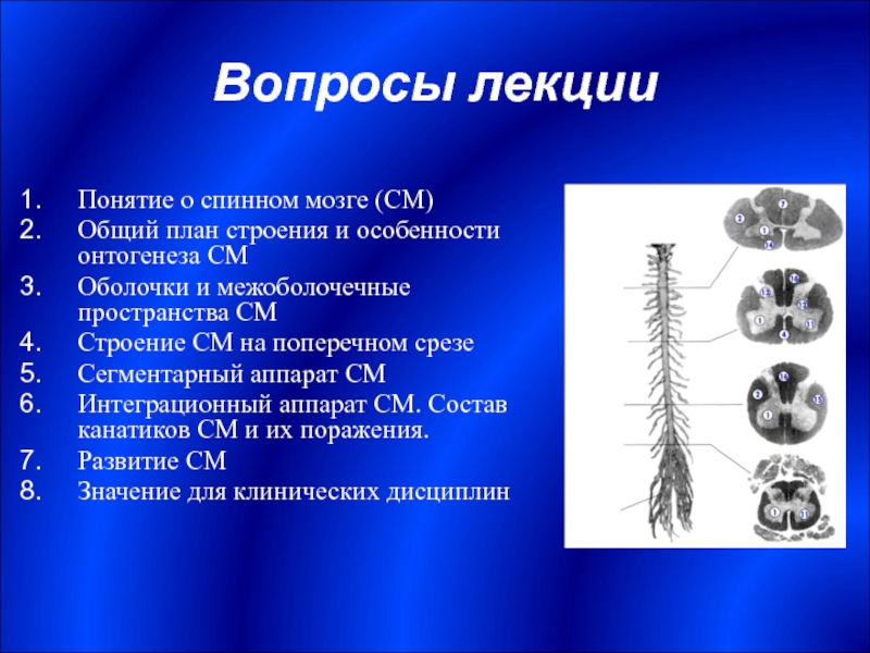 Расскажите о спинном мозге используя следующий план форма длина масса расположение