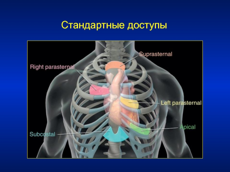 Легочный и аортальный клапан