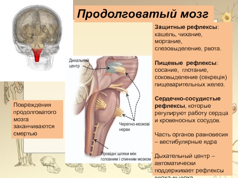 Рефлексы продолговатого мозга схема