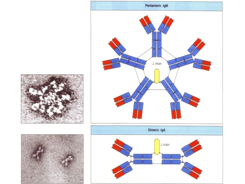 Иммунные антитела 1 4. Иммунитет антитела. Как образуются антитела биология 8 класс. Pentameric.