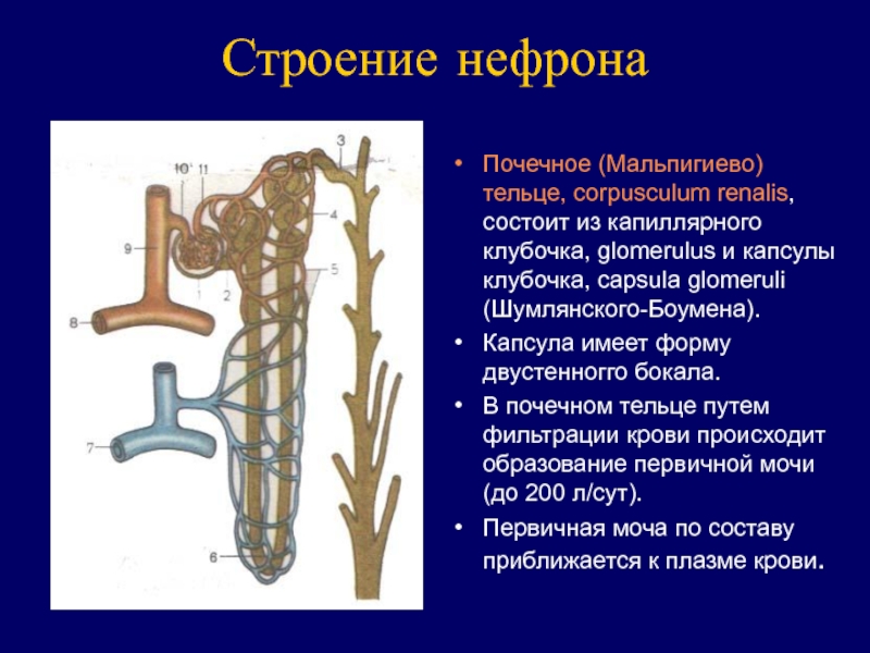 23 строение. Из чего состоит мальпигиево (почечное) тельце?. Строение почечного тельца нефрона. Мальпигиево тельце почки анатомия. Строение нефрона почечное тельце.