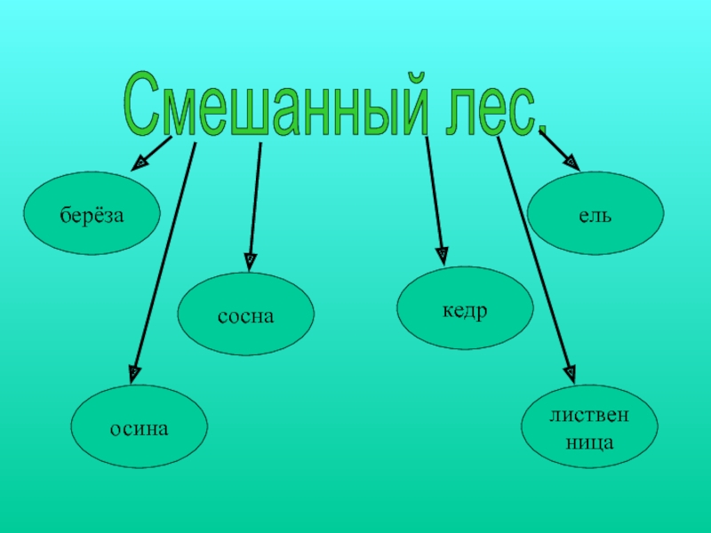 Схема смешанного и широколиственного леса