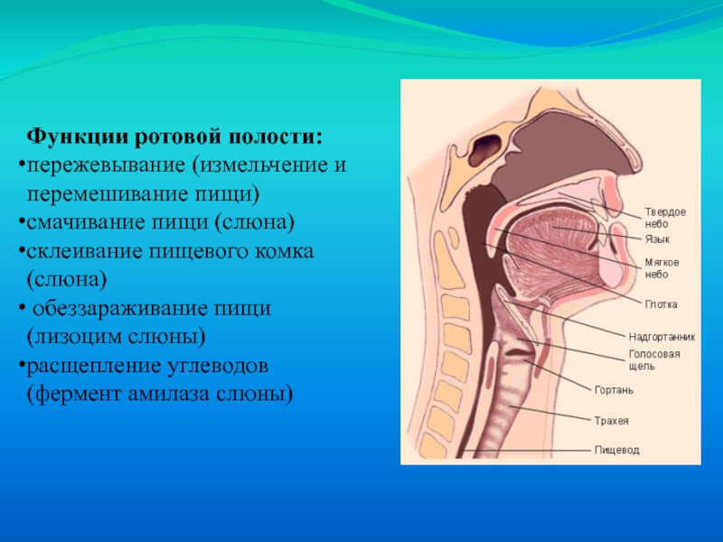 Строение рта и горла человека фото