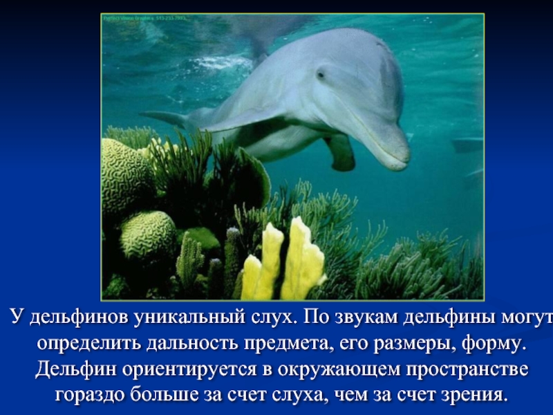 У дельфинов уникальный слух. По звукам дельфины могут определить дальность предмета, его размеры, форму. Дельфин ориентируется в