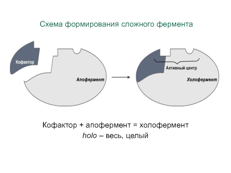 Составные части фермента. Строение фермента кофактор. Структура простых и сложных ферментов. Строение сложного фермента схема. Активный центр фермента схема.