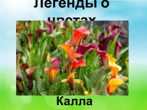 Легенды о цветах. Калла