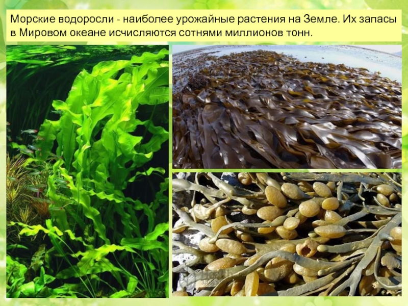Почему водоросли растут в воде. Водоросли. Водоросли мирового океана. Морские водоросли разновидности. Растения мирового океана.