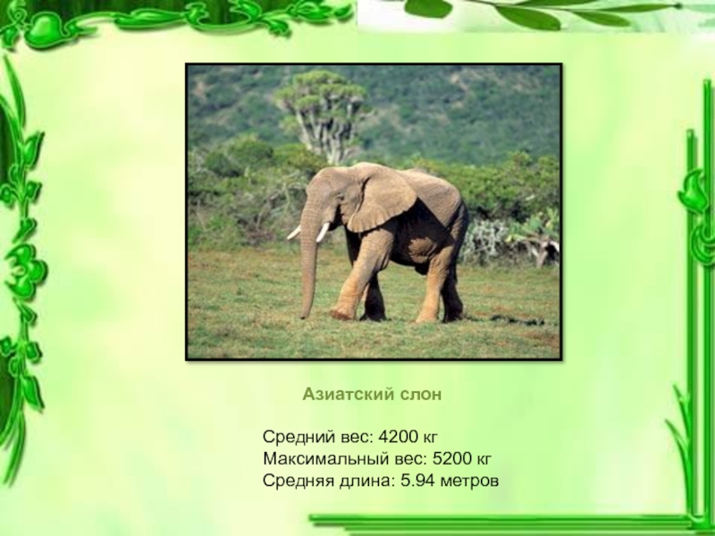 Слон сколько кг. Азиатский слон весит 2700. Средний вес слона. Сколько весит слон. Сообщение о азиатском слоне.