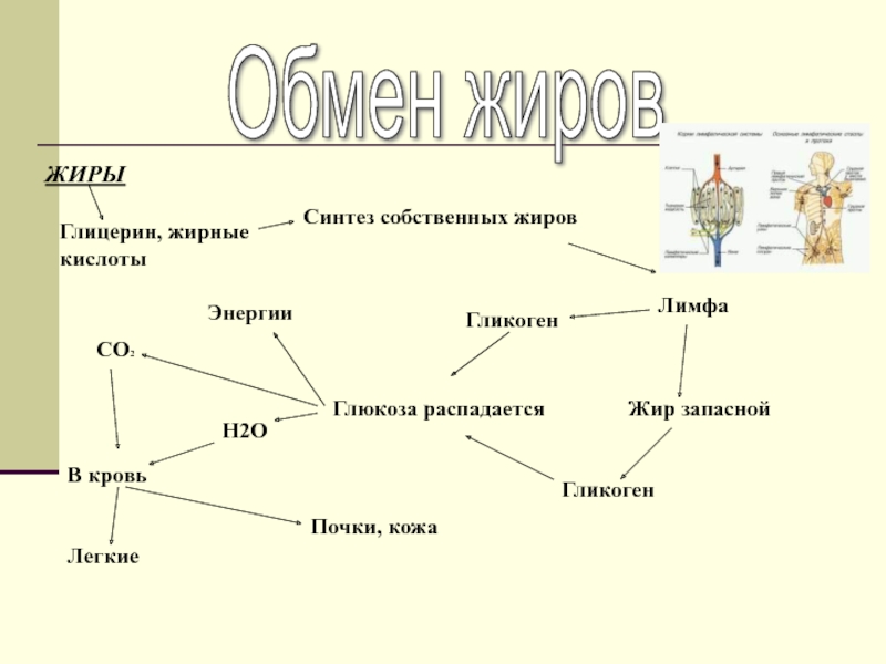 Обмен жиров схема 8 класс