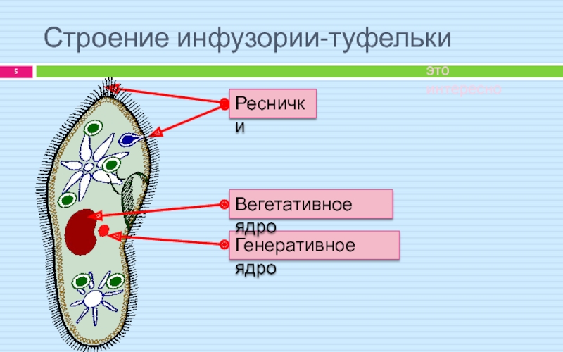 Инфузория туфелька относится