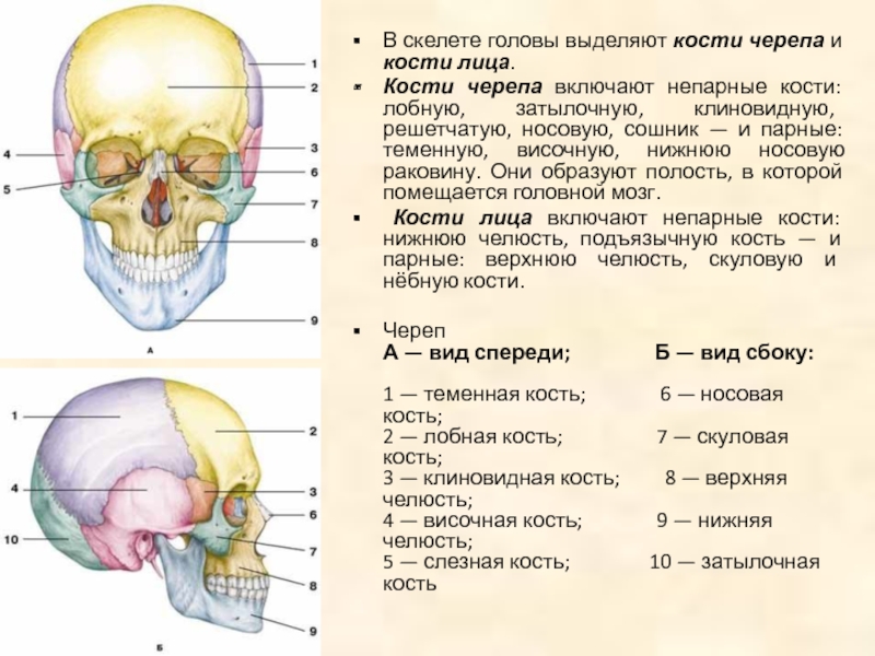 Лицевой скелет черепа. Клиновидная и лобная кость черепа. Парные и непарные кости лицевого отдела черепа. Череп мозговой отдел парные и непарные кости черепа. Череп лицевой отдел парные и непарные кости черепа.