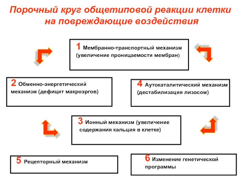 Порочный круг. Реакции клеток на повреждающие воздействия. Порочный круг повреждения клетки. Порочный круг патофизиология. Порочный круг общетиповой реакции клетки на повреждение.