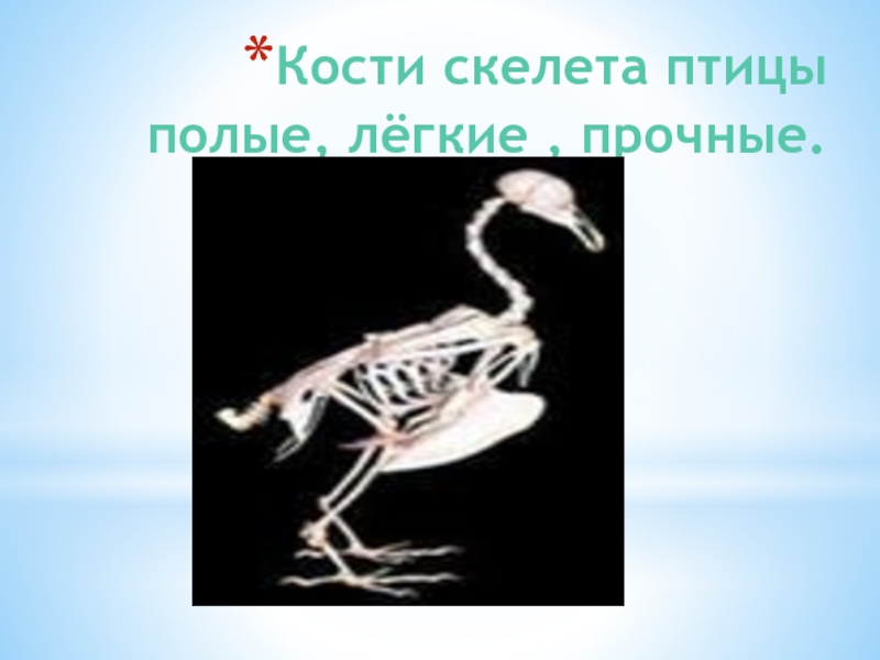Скелет птицы легко. Скелет птицы. Полые кости скелетов птиц. Скелет птиц прочный. Полые кости у птиц.