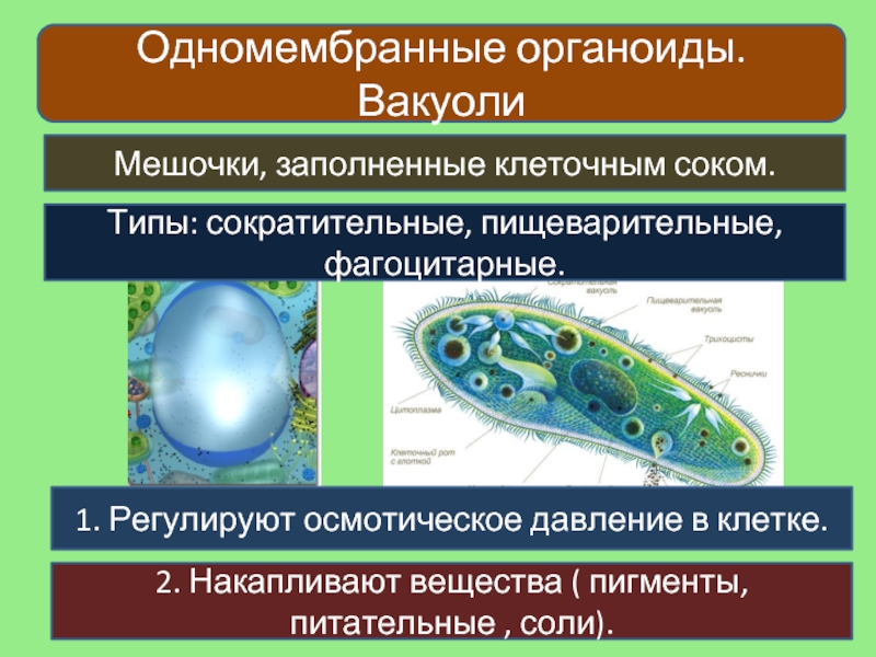 Одномембранные клетки. Одномембранные органоиды. Одномембранные органоиды эукариотических клеток. Вакуоли одномембранные. Пигменты вакуоли.