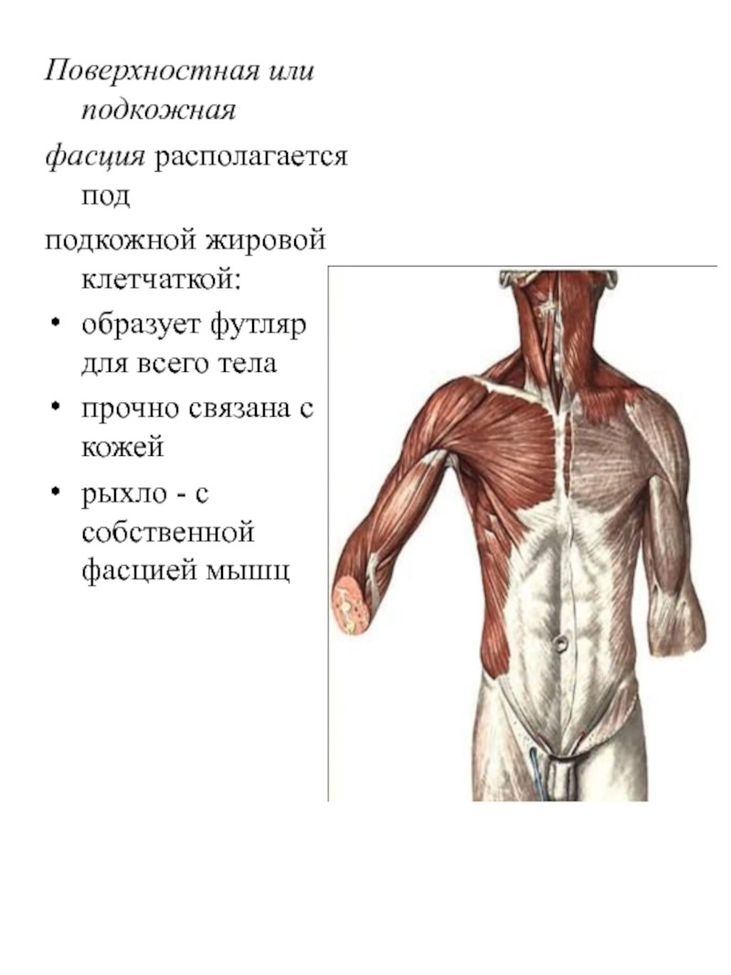 Фасции мышц. Фасции тела человека анатомия. Анатомия мышечной системы мышцы фасции. Поверхностная фасция. Мышцы и фасции туловища.