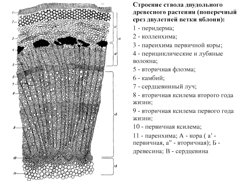 Как называется рисунок на срезе древесины