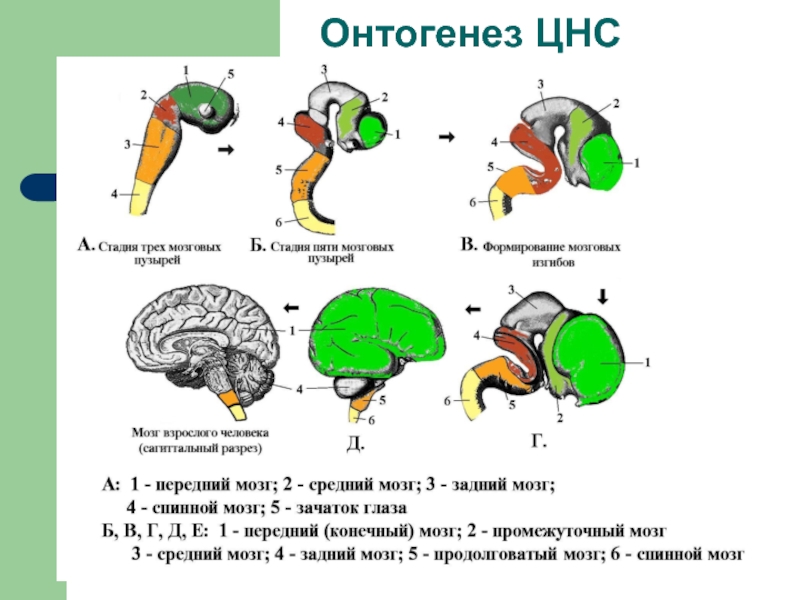АНАТОМИЯ ЦНС
Лекция 2
Филогенез нервной системы
Онтогенез ЦНС у человека Онтогенез ЦНС Онтогенез ЦНС
