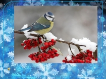 Зимующие птицы: галка, дятел