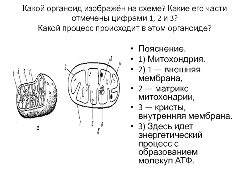 Органоид изображенный на рисунке