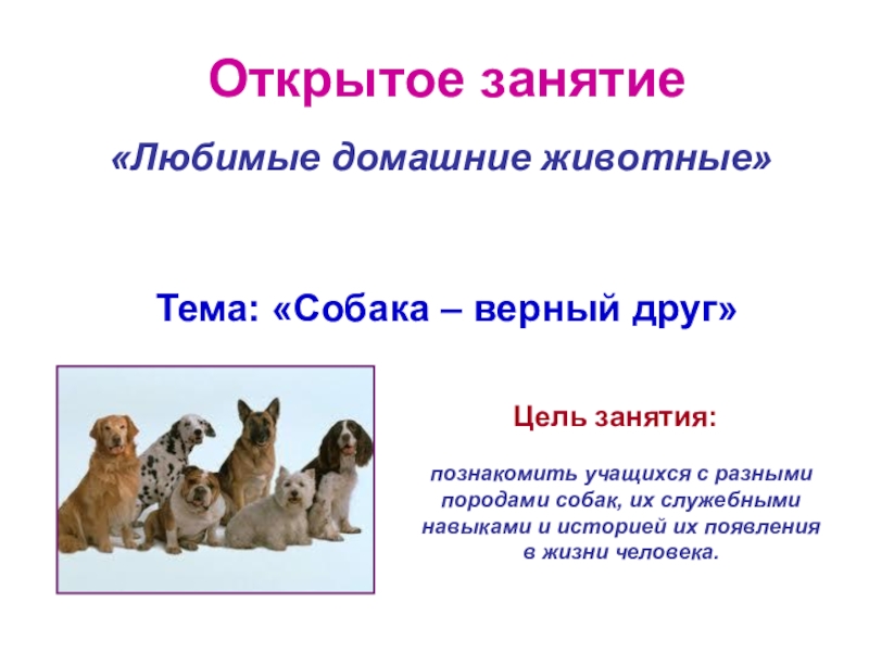Презентация Собака  друг человека