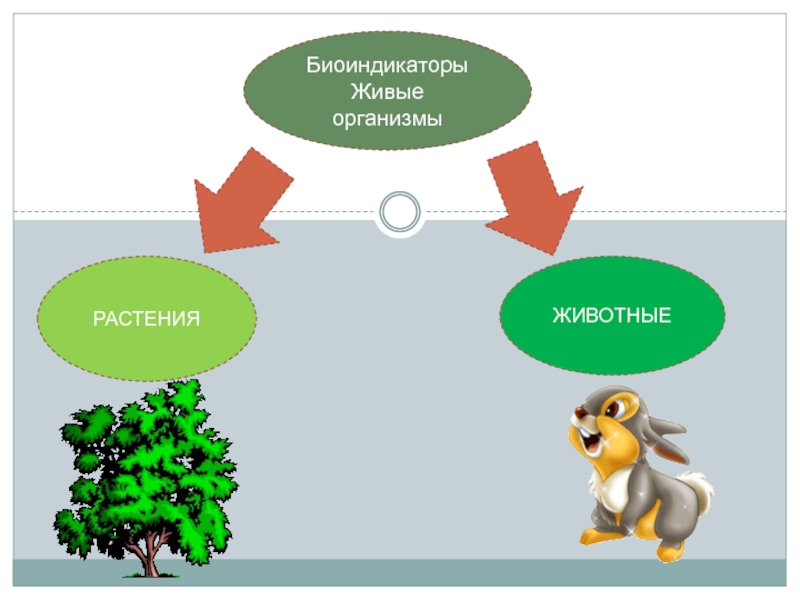 Растения и животные биоиндикаторы презентация