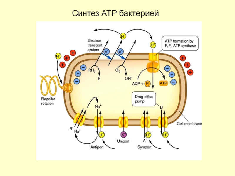 Синтез белка в бактериальной клетке. Синтез АТФ В прокариотической клетке. АТФ В бактериальной клетке. Синтез АТФ У бактерий.