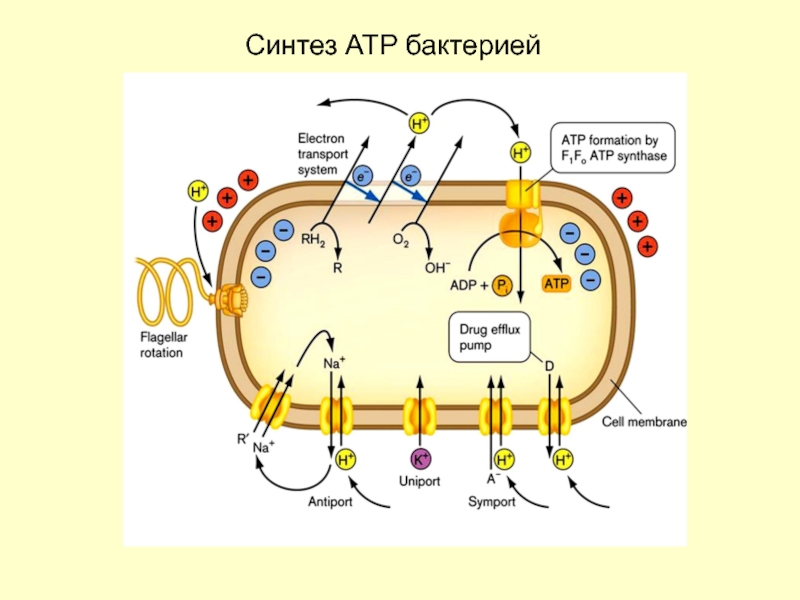 Синтез бактерий. У бактериальных клеток есть Синтез АТФ. АТФ В бактериальной клетке. Синтез АТФ В клетке бактерии. Синтез АТФ У бактерий.