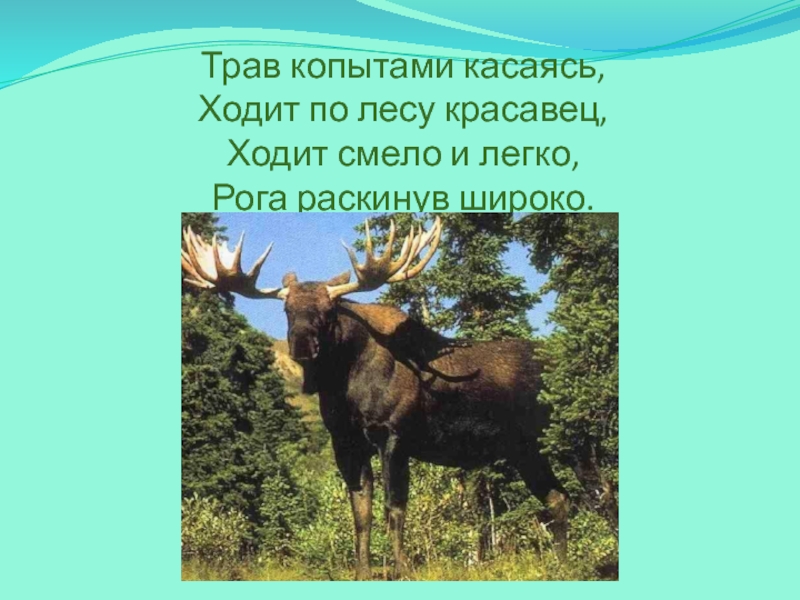 Идите смело. Трав копытами касаясь ходит по лесу красавец ходит смело и легко рога. Трав копытами касаясь. Трав копытами касаясь ходит по лесу. Трав копытами касаясь ходит по лесу красавец ответ.