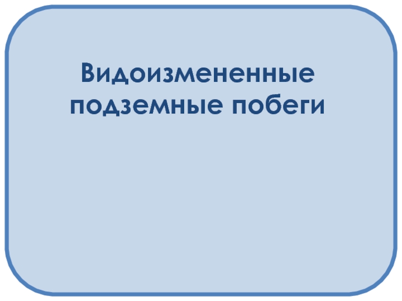 Видоизмененные подземные побеги