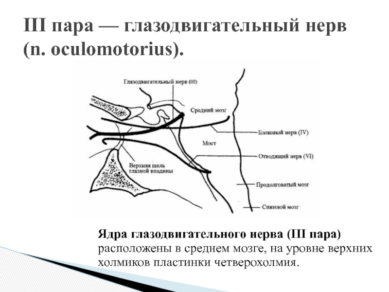Мрт черепных нервов. Глазодвигательный нерв анатомия мрт. 3 Пара черепных нервов схема. Ядра глазодвигательного нерва схема. III пара – глазодвигательный нерв.