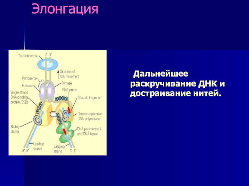 Элонгация днк. Элонгация в биосинтезе ДНК. Элонгация. Достраивание цепей ДНК. По ДНК осуществляется элонгация.