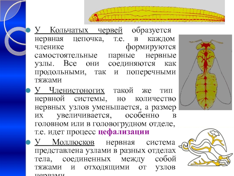 Цепочка нервной системы