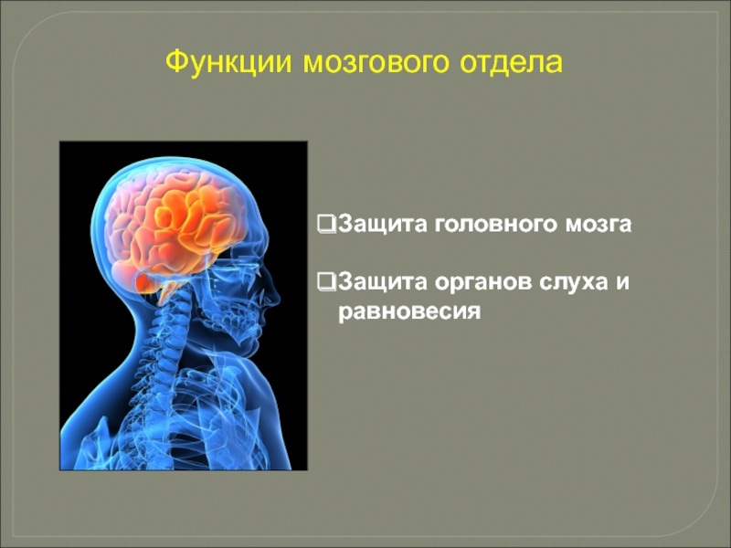 Защита головного мозгаЗащита органов слуха и равновесияФункции мозгового отдела