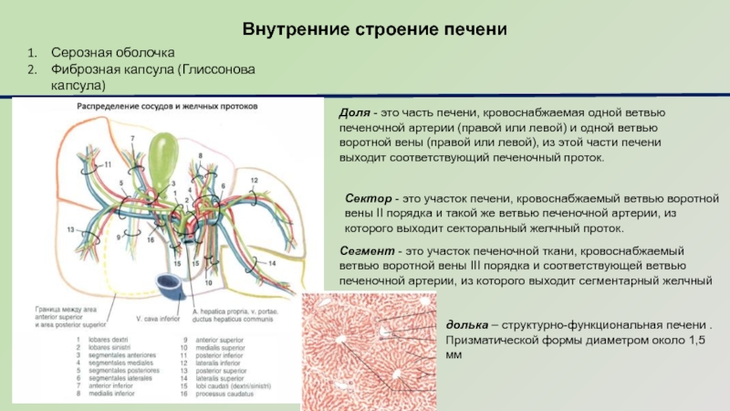 Оболочки печени. Глиссонова система печени. Глиссонова капсула печени. Глиссонова капсула Центральная Вена печени. Внутреннее строение печени анатомия.