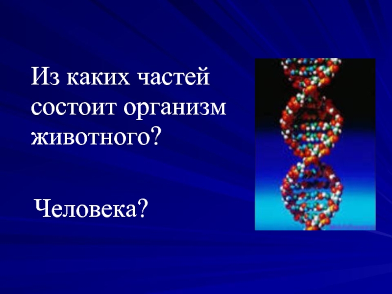 Презентация Кожа – «пограничник» организма