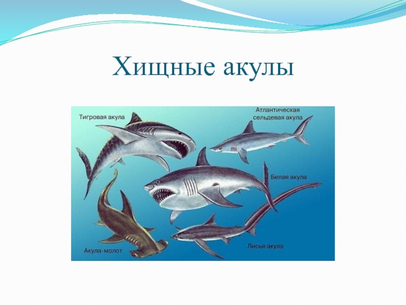 Толстой акула презентация 3 класс. Презентация л.н.толстой акула. Акула толстой Словарная работа. Толстой акула презентация 3 класс школа России. Акула всеядная или хищник.