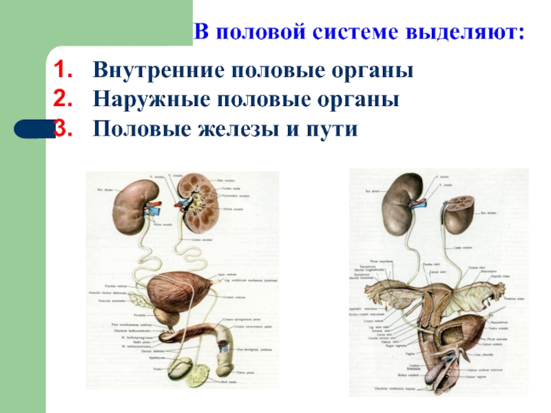 Половая система презентация