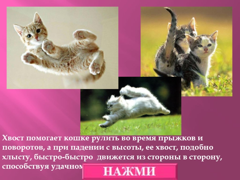 Хвосты помогают животным. 15 Вопросов о животных интересные. Чем помогает хвост кошке. Кошка использует хвост при падении.
