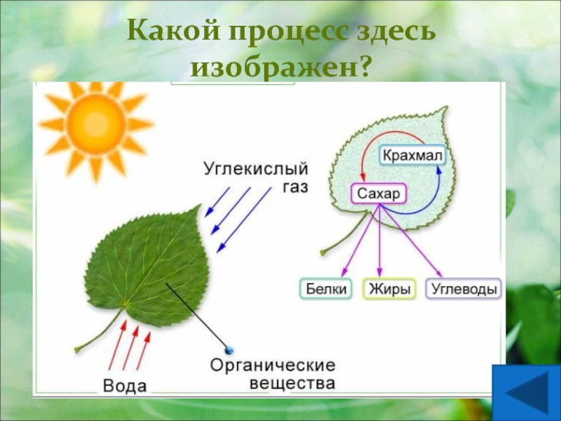 Проект по теме фотосинтез