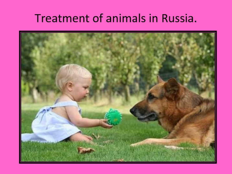 Презентация Treatment of animals in Russia
