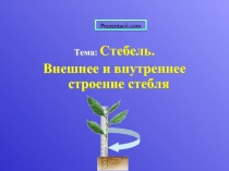 Стебель. Внешнее и внутреннее строение стебля