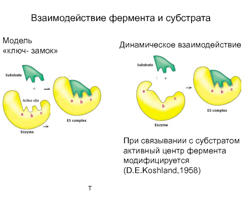 Действие ферментов. Модели фермент–субстратного взаимодействия.. Модели взаимодействия фермент субстрат ключ замок. Модель ключ замок ферменты. Схема взаимодействия фермента с субстратом.