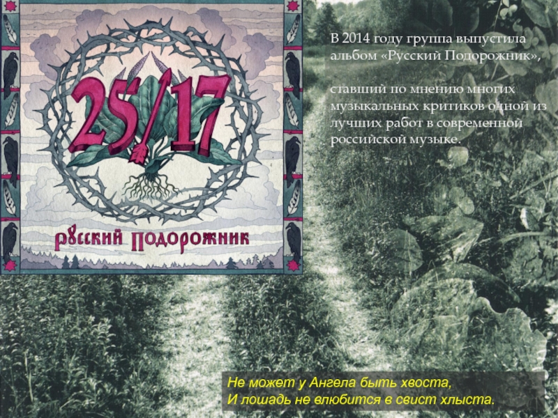 Русский альбом. Группа 2517 русский подорожник. 25/17 Русский подорожник  2014. Альбом русский подорожник. 25 17 Альбомы русский подорожник.