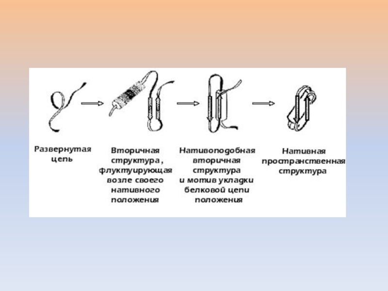 Доменная структура белка. Доменная структура белков.