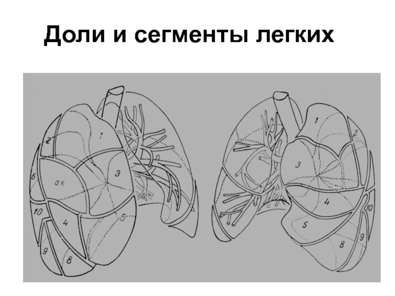 Схема легких кт