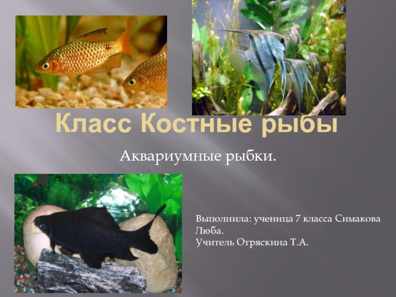 Презентация Класс Костные рыбы  Аквариумные рыбки.