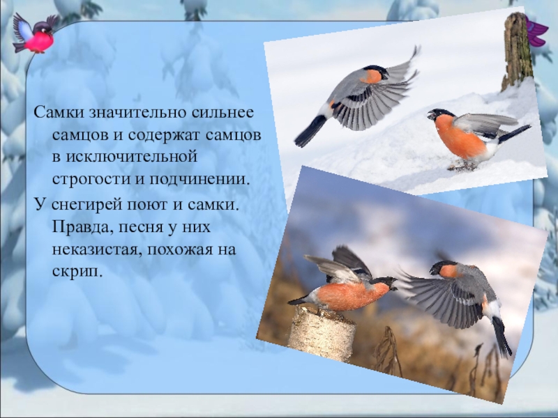 Снегирь самка и самец чем отличаются. Снегирь самка и самец. Снегири отличие самца от самки. Снегирь самка. Снегирь птица самка и самец отличия.