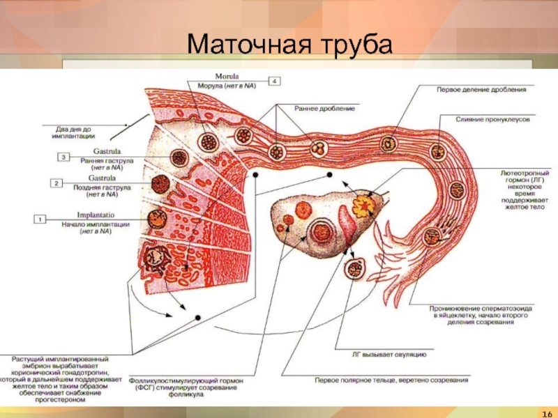 Женский половой орган схема