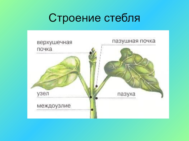 Особенности строения растений 7 класс. Цветоножка строение. Строение стебля цветкового растения. Строение растения черешок. Строение перца.